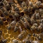 beehive, bee, honeycomb-3286974.jpg