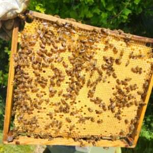 Bi familier og dronninger